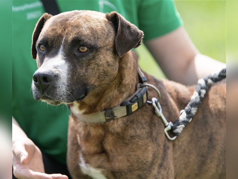 Dezsö , ein Traumhund wartet auf seine Menschen