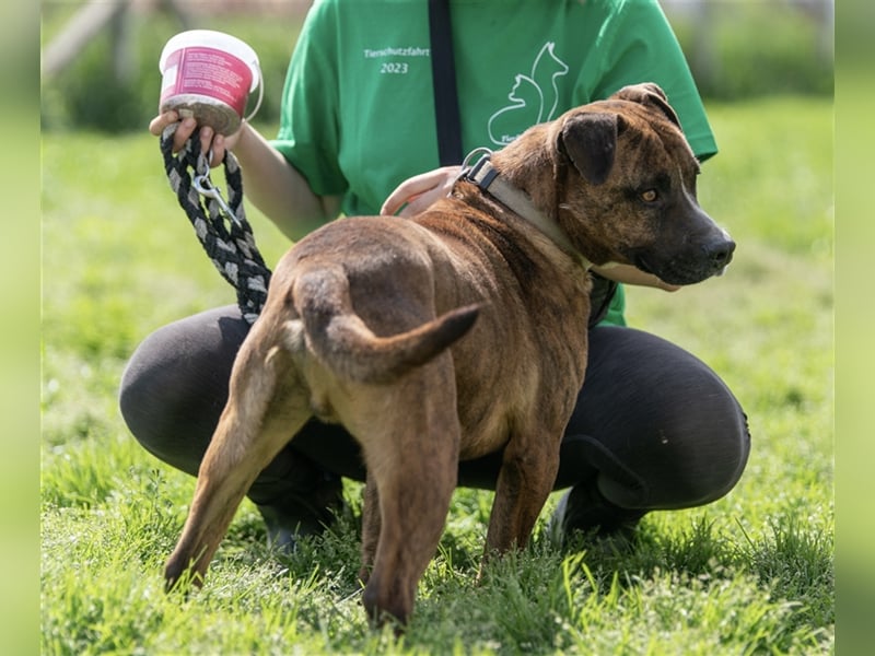 Dezsö , ein Traumhund wartet auf seine Menschen