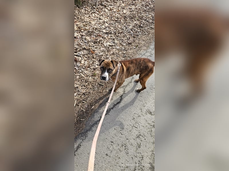 Dezsö , ein Traumhund wartet auf seine Menschen