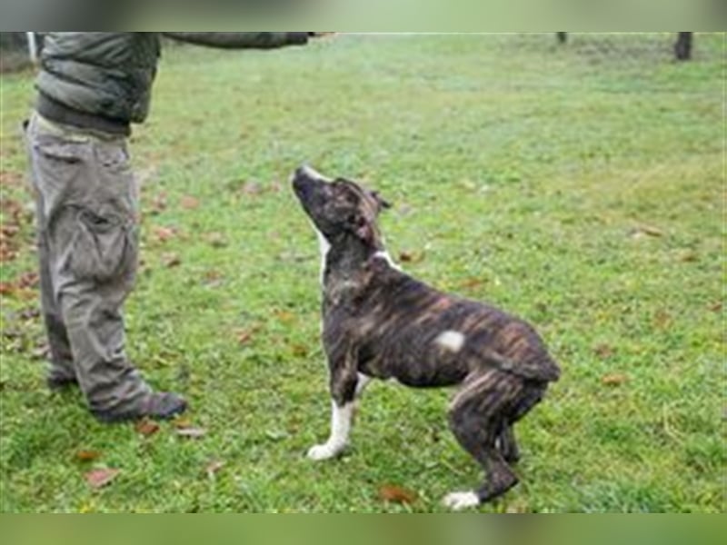 JERRY - der freundliche Rüde sucht aktive, sportliche Menschen und braucht ordentlich Beschäftigung