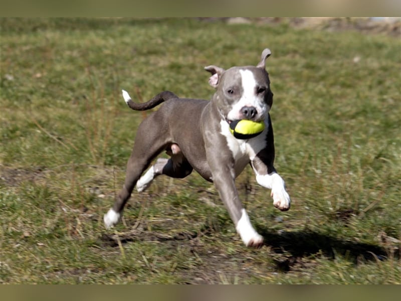 Joker, Staffordshire Terrier, geb. Juni 2014, su. hundeerfahrenes Paar oder Einzelperson