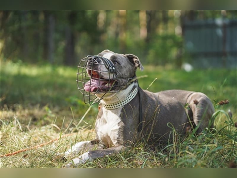 Tony, Am. Staffordshire-Pittbull Terrier-Mix, geb. 2013, Kraftpaket su. Kenner mit Führungsqualitäte