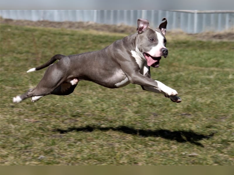 Joker, Staffordshire Terrier, geb. Juni 2014, su. hundeerfahrenes Paar oder Einzelperson