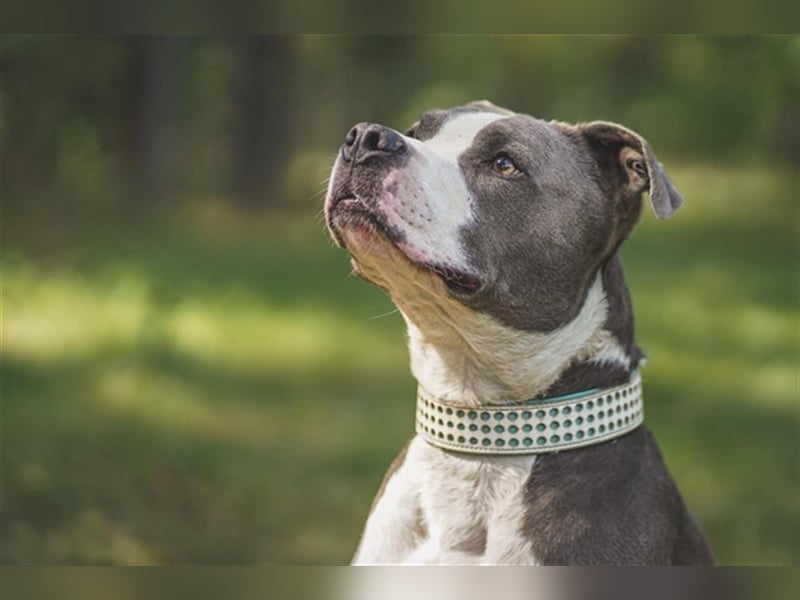 Tony, Am. Staffordshire-Pittbull Terrier-Mix, geb. 2013, Kraftpaket su. Kenner mit Führungsqualitäte