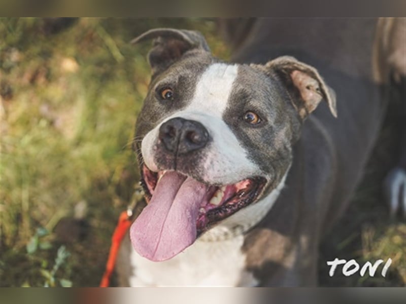 Tony, Am. Staffordshire-Pittbull Terrier-Mix, geb. 2013, Kraftpaket su. Kenner mit Führungsqualitäte