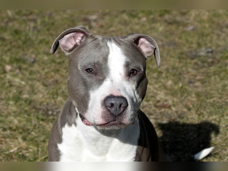 Joker, Staffordshire Terrier, geb. Juni 2014, su. hundeerfahrenes Paar oder Einzelperson