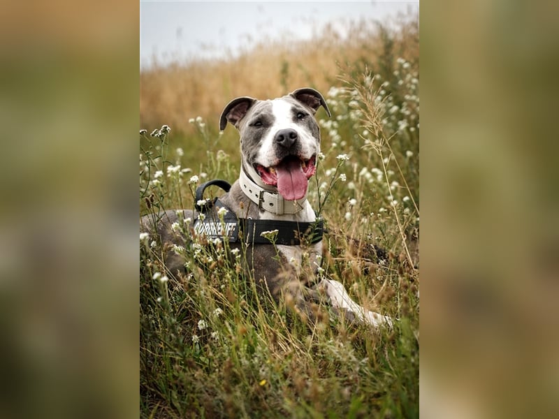 Joker, Staffordshire Terrier, geb. Juni 2014, su. hundeerfahrenes Paar oder Einzelperson
