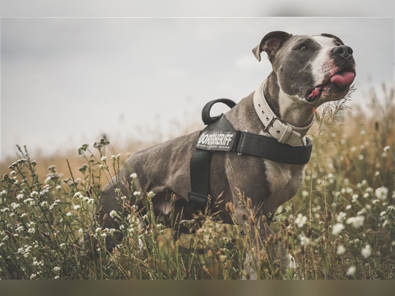 Joker, Staffordshire Terrier, geb. Juni 2014, su. hundeerfahrenes Paar oder Einzelperson