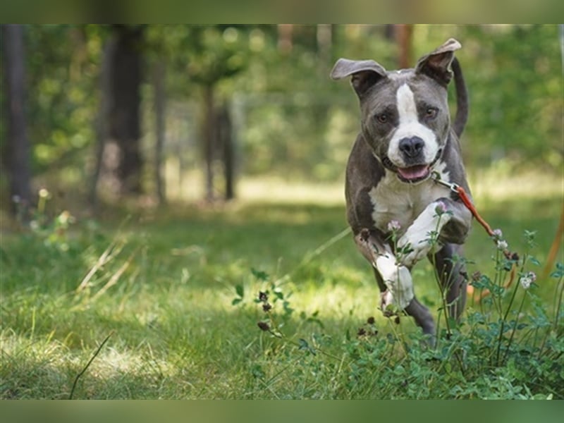 Tony, Am. Staffordshire-Pittbull Terrier-Mix, geb. 2013, Kraftpaket su. Kenner mit Führungsqualitäte