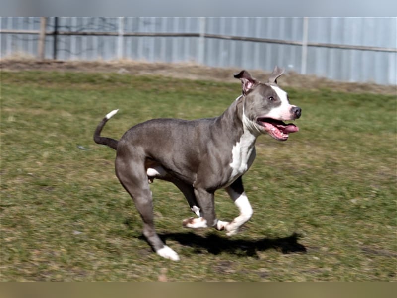 Joker, Staffordshire Terrier, geb. Juni 2014, su. hundeerfahrenes Paar oder Einzelperson