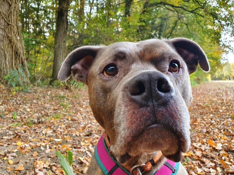 American Staffort Terrier Mix Puschel sucht dringend ein neues Zuhause!