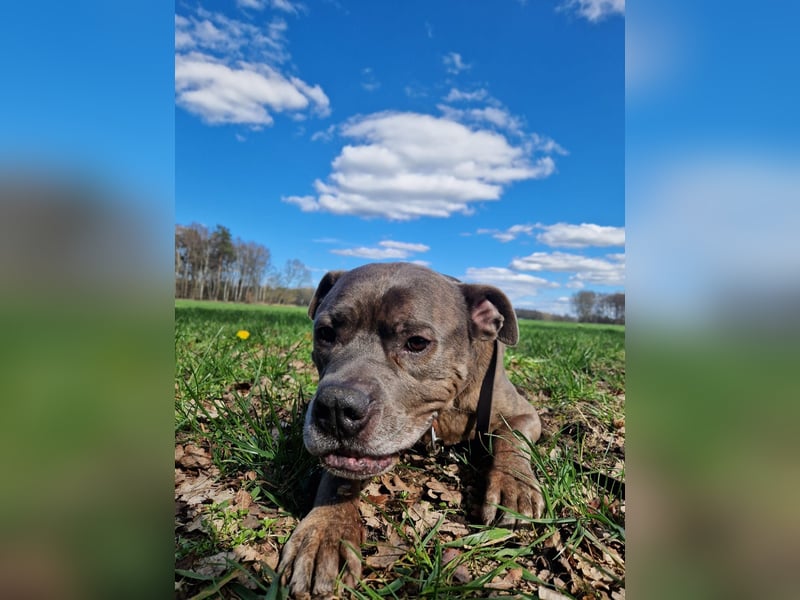 American Staffort Terrier Mix Puschel sucht dringend ein neues Zuhause!