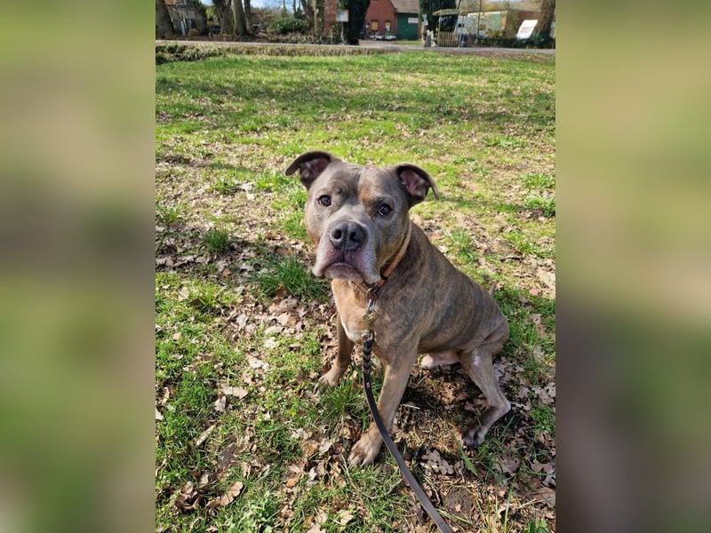 American Staffort Terrier Mix Puschel sucht dringend ein neues Zuhause!