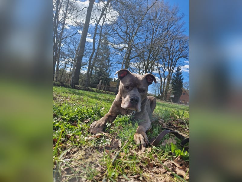 American Staffort Terrier Mix Puschel sucht dringend ein neues Zuhause!