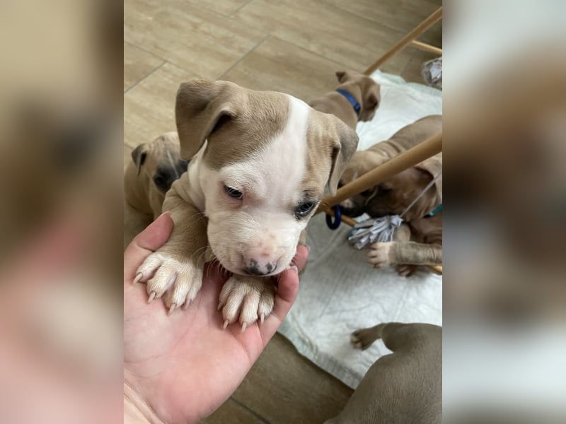 Amstaff x Pitbull Welpe