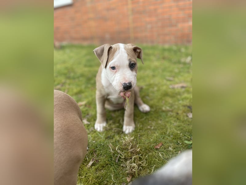 Amstaff x Pitbull Welpe