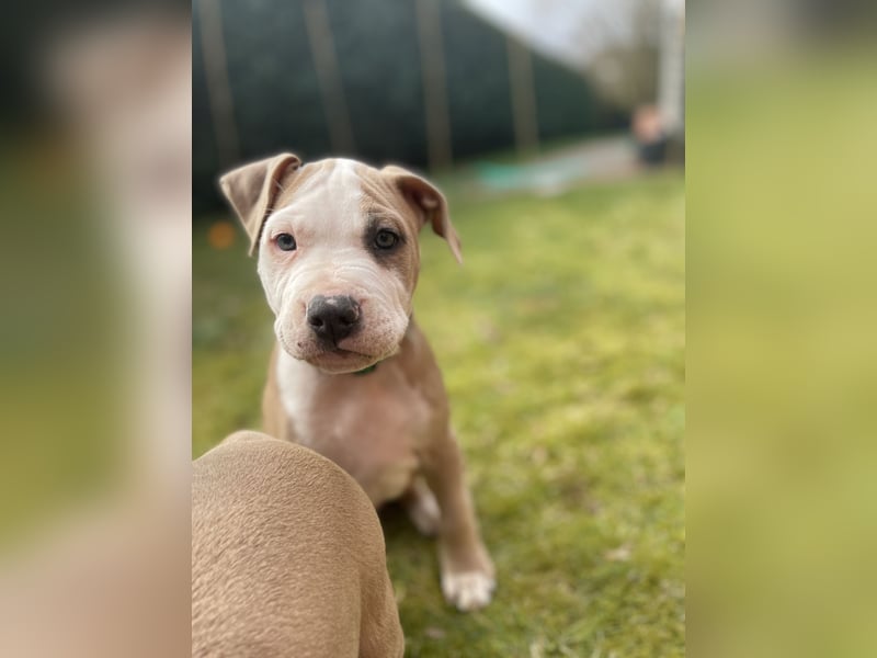 Amstaff x Pitbull Welpe