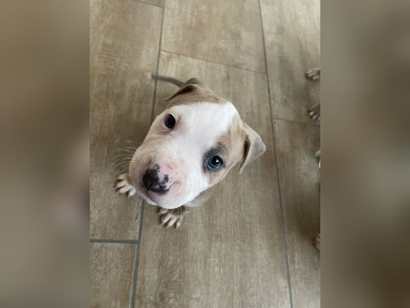 Amstaff x Pitbull Welpe