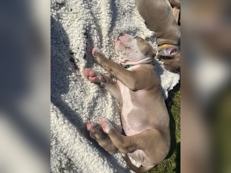 Amstaff x Pitbull Welpe