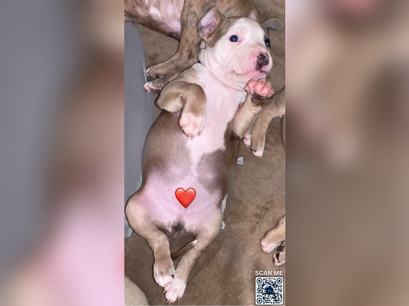 Amstaff x Pitbull Welpe