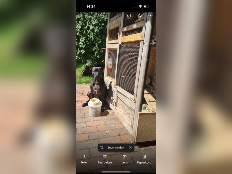 Labrador-Amstaff-Mix 2 1/2 Jahre kastriert