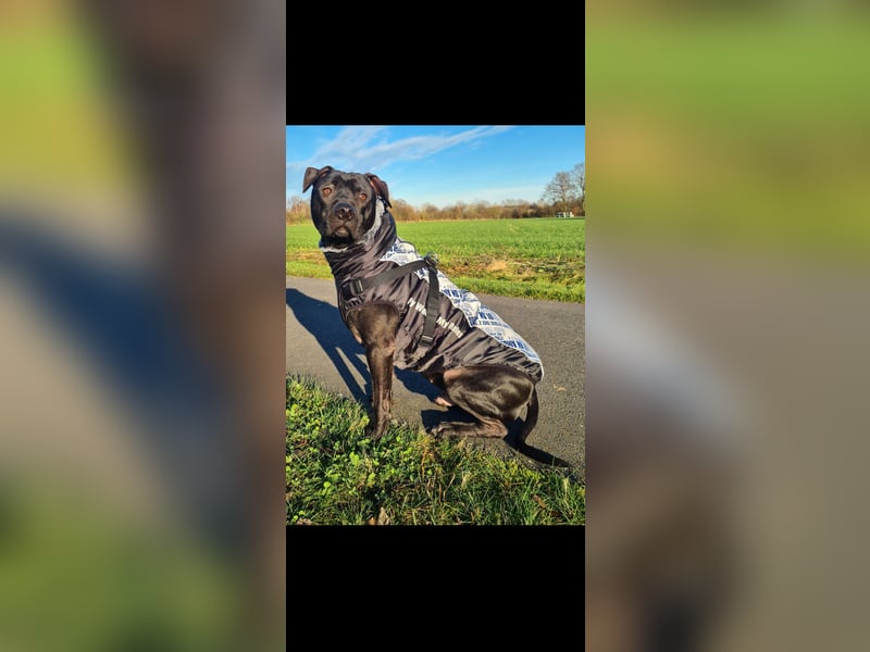 Labrador-Amstaff-Mix 2 1/2 Jahre kastriert