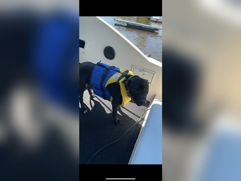 Labrador-Amstaff-Mix 2 1/2 Jahre kastriert