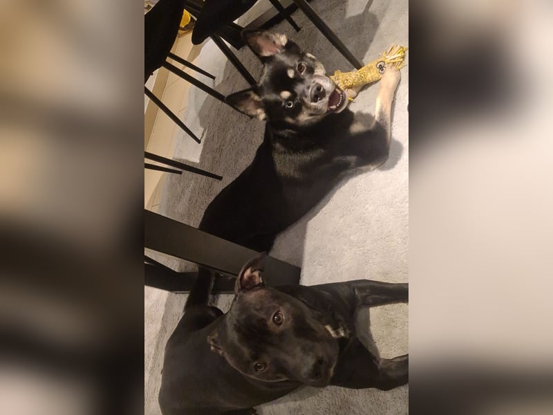 Labrador-Amstaff-Mix 2 1/2 Jahre kastriert