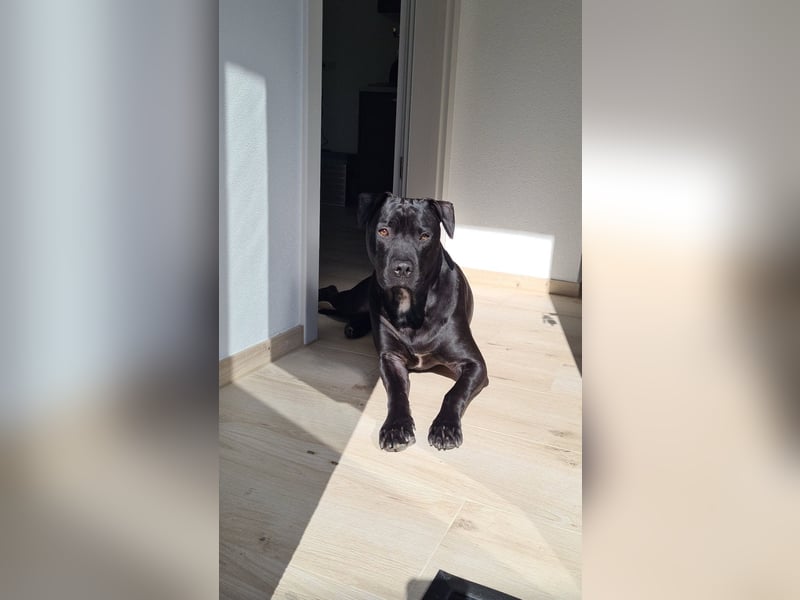 Labrador-Amstaff-Mix 2 1/2 Jahre kastriert
