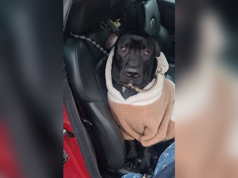 Labrador-Amstaff-Mix 2 1/2 Jahre kastriert
