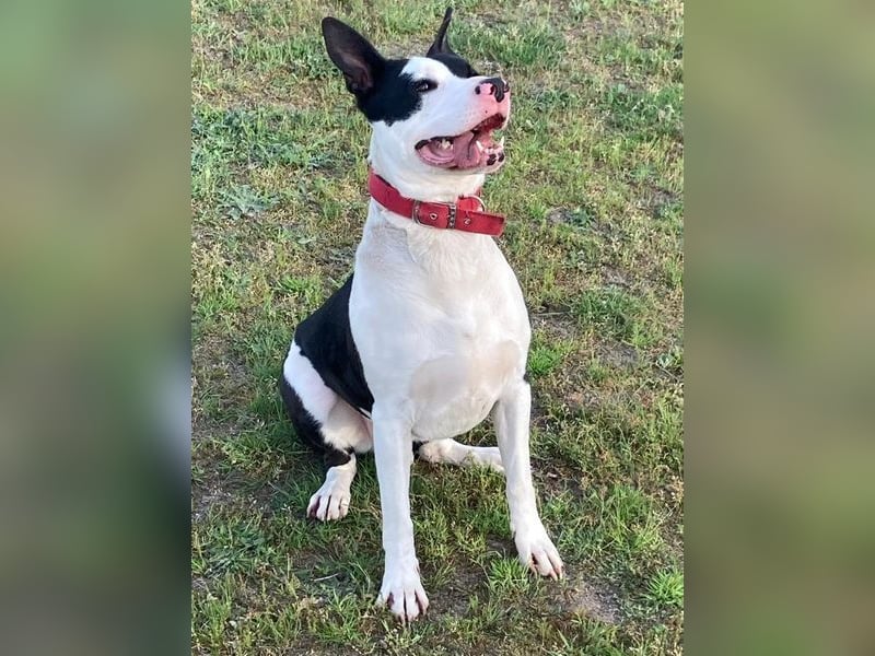 6jähriger Staffordshire - Mix - Rüde