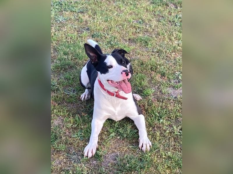 6jähriger Staffordshire - Mix - Rüde