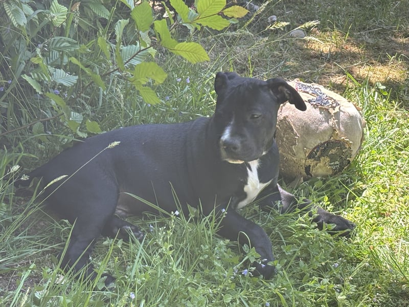 Amstaff Welpe