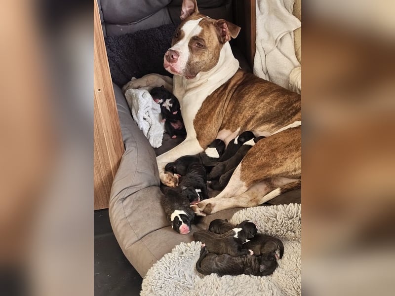 Amstaff Welpe