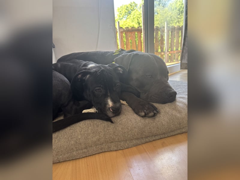 Amstaff Welpe