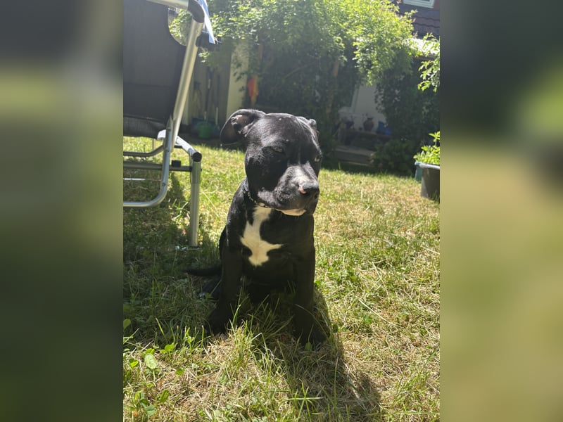 Amstaff Welpe
