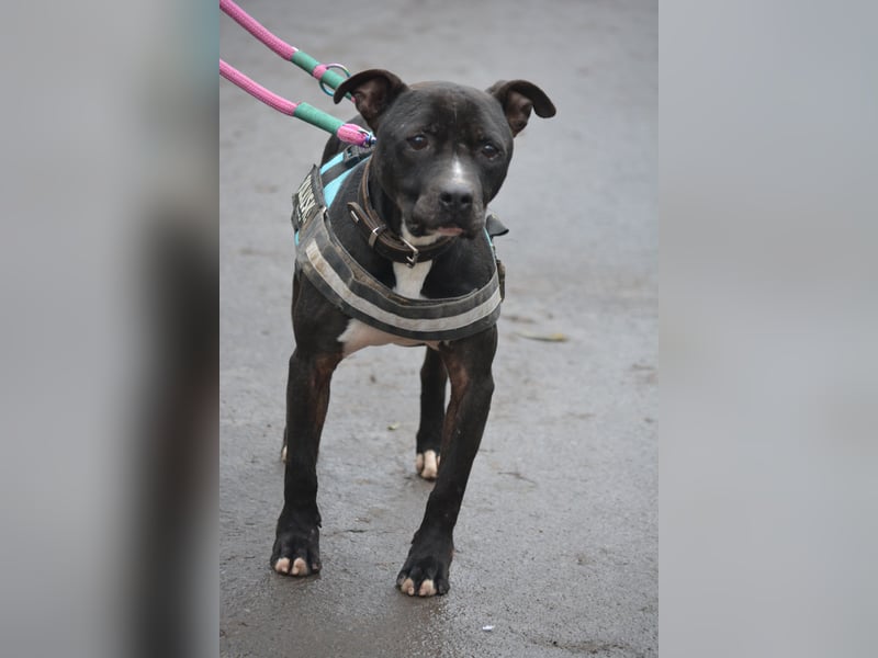 „Dark“, ein Staffordshire-Terrier Herz möchte verschenkt werden **Vermittlung nicht nach Deutschland