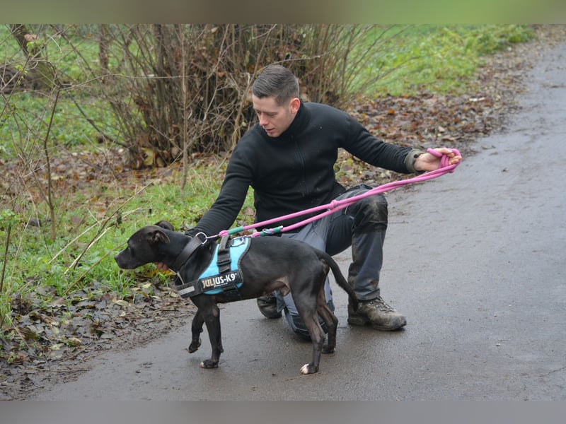 „Dark“, ein Staffordshire-Terrier Herz möchte verschenkt werden **Vermittlung nicht nach Deutschland