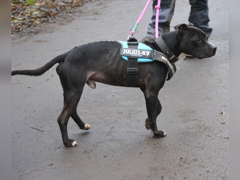 „Dark“, ein Staffordshire-Terrier Herz möchte verschenkt werden **Vermittlung nicht nach Deutschland