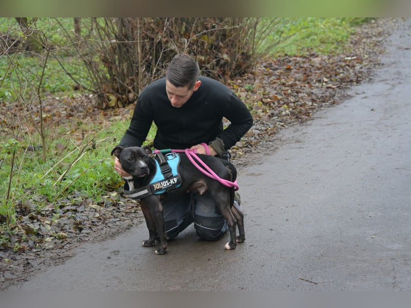 „Dark“, ein Staffordshire-Terrier Herz möchte verschenkt werden **Vermittlung nicht nach Deutschland