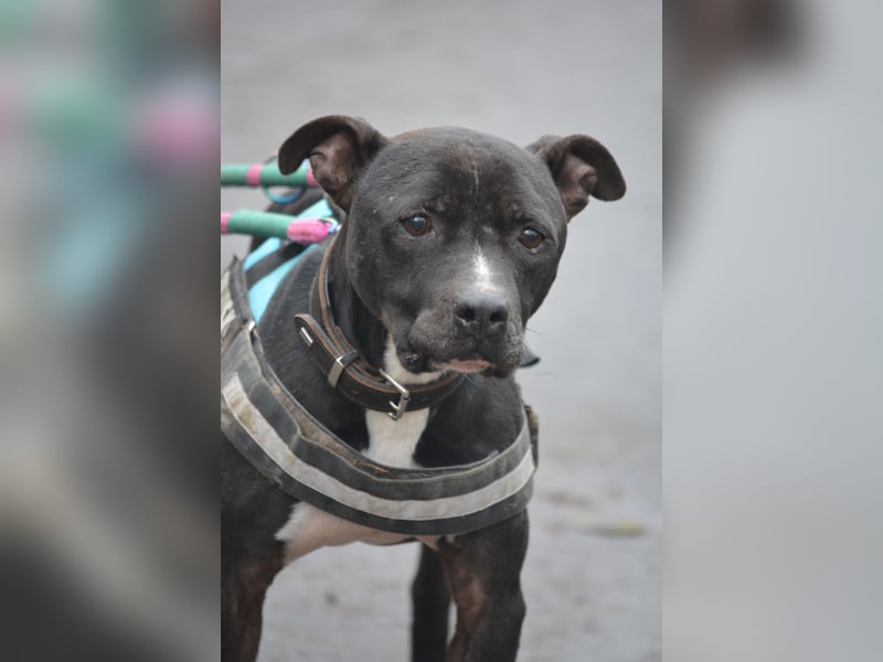 „Dark“, ein Staffordshire-Terrier Herz möchte verschenkt werden **Vermittlung nicht nach Deutschland