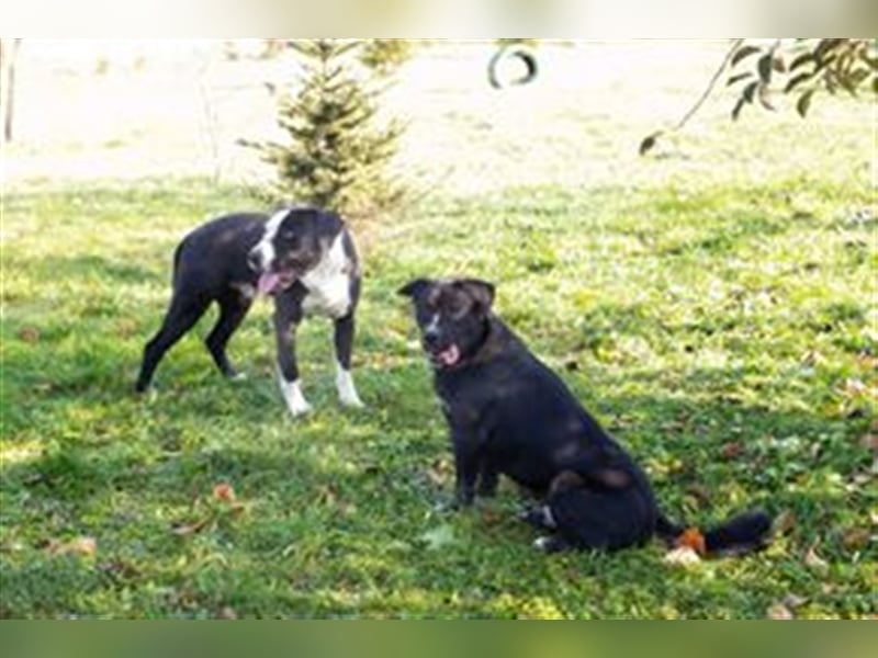 SPIKE - der hübsche Rüde ist sehr sozial mit Menschen + Artgenossen und sucht eine liebe Familie