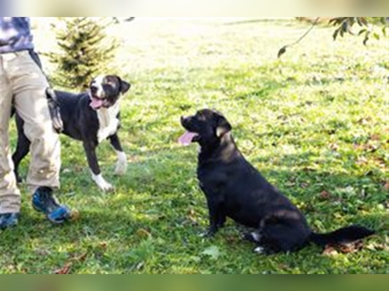 SPIKE - der hübsche Rüde ist sehr sozial mit Menschen + Artgenossen und sucht eine liebe Familie
