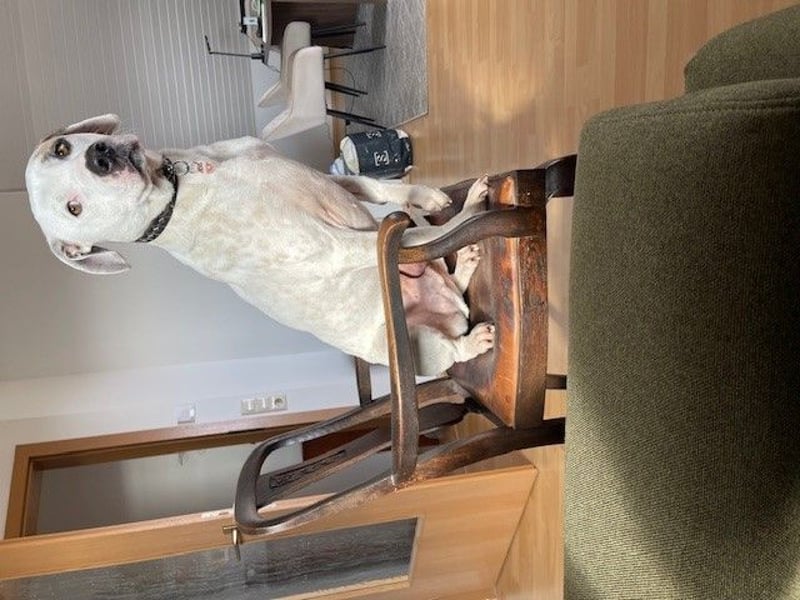 Hero - Ein treuer Begleiter sucht ein neues Zuhause