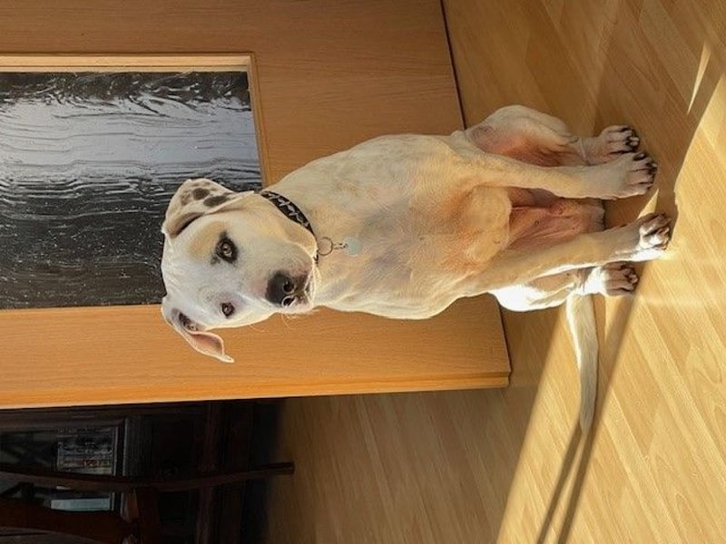Hero - Ein treuer Begleiter sucht ein neues Zuhause
