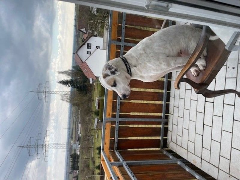Hero - Ein treuer Begleiter sucht ein neues Zuhause