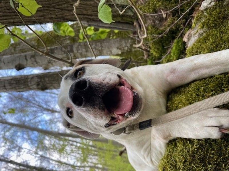 Hero - Ein treuer Begleiter sucht ein neues Zuhause