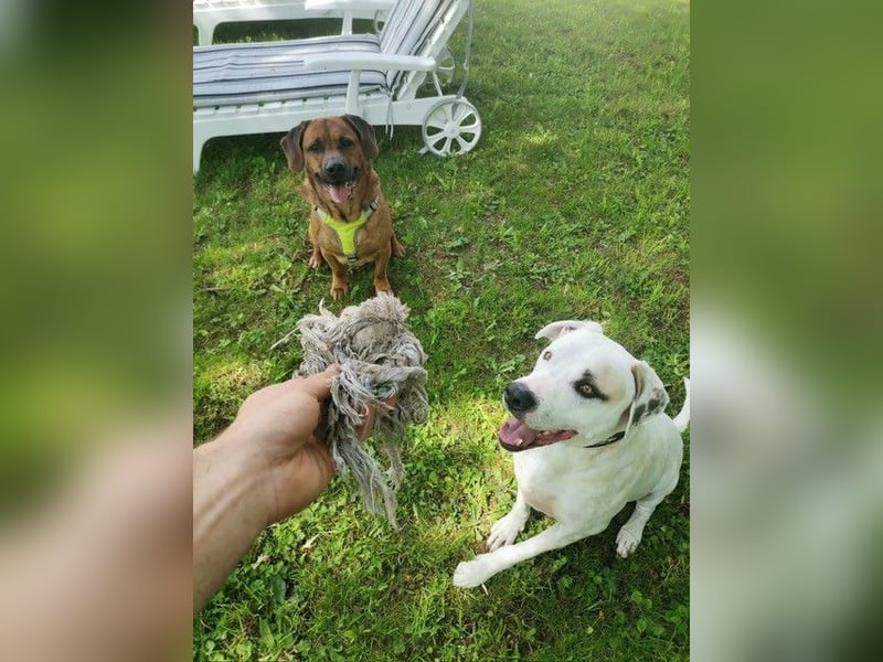 Hero - Ein treuer Begleiter sucht ein neues Zuhause