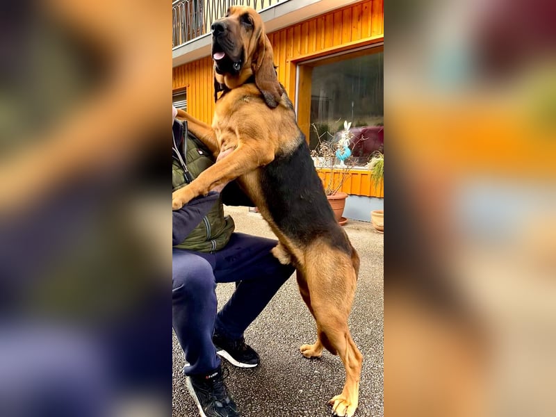 Bloodhound