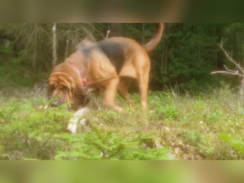 Bloodhound